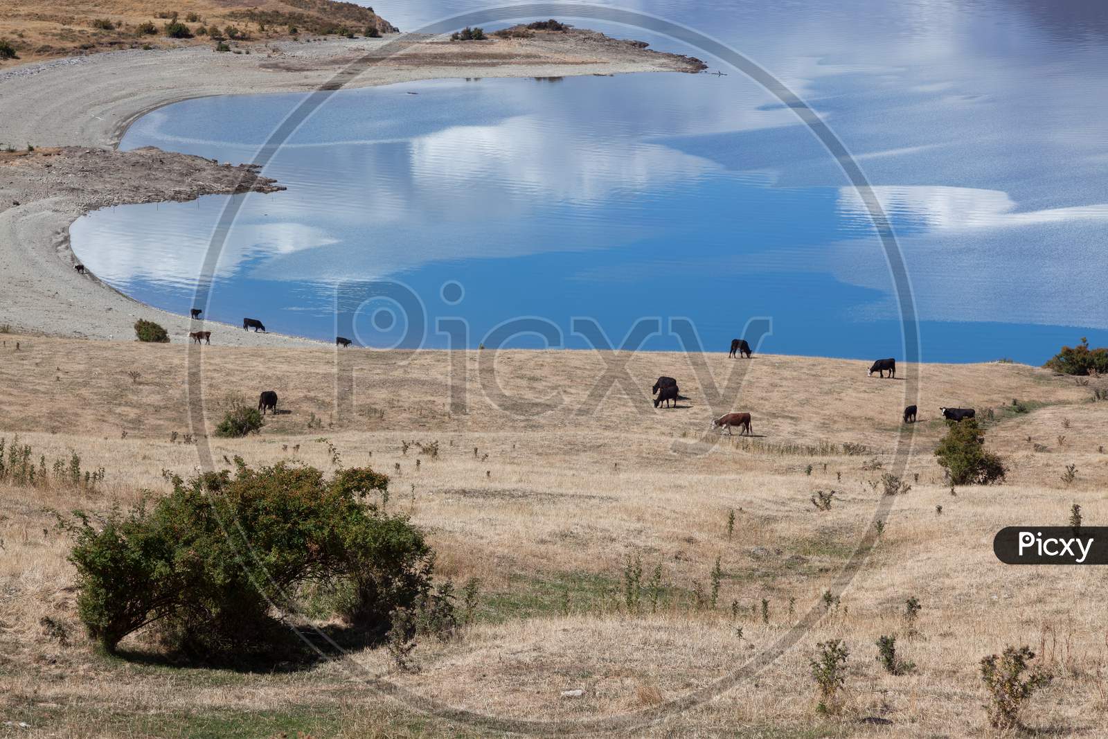 Cattle Grazing On The Land Surrounding Lake Hawea
