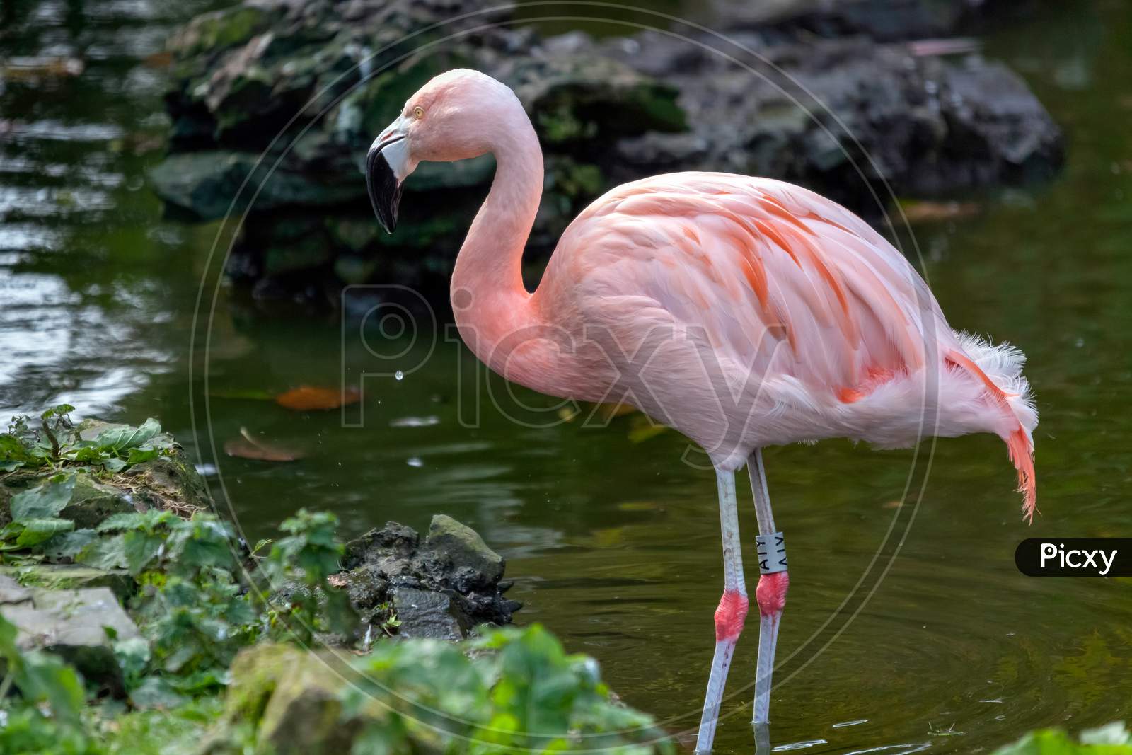 Chilean Flamingo (Phoenicopterus Chilensis)