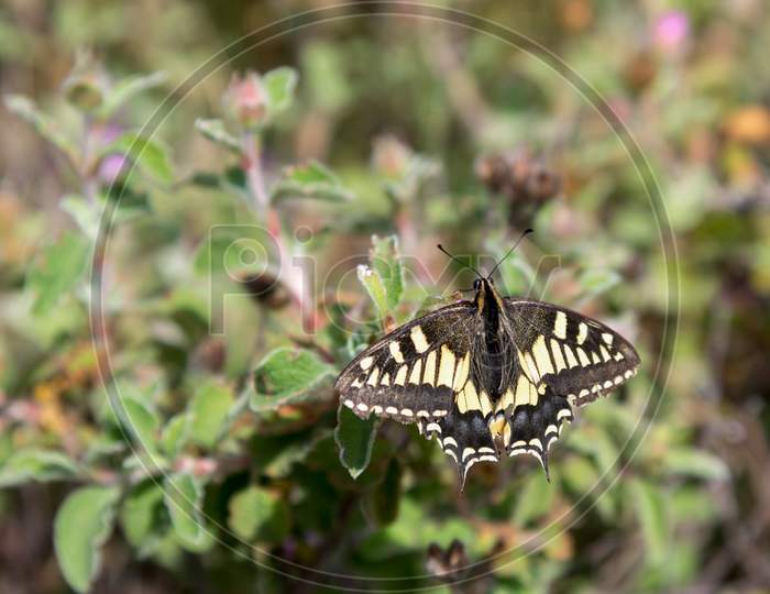 Close-Up Of A Swallowtail Butterfly In Tuscany