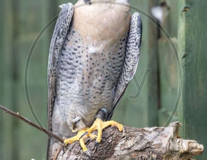 Perigrine Falcon ( Falco Perigrinus) Perching On A Dead Tree