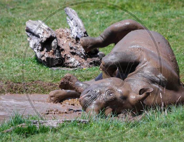 Rolling Rhinoceros (Rhinocerotidae) At Port Lympne Wild Animal And Safari Park