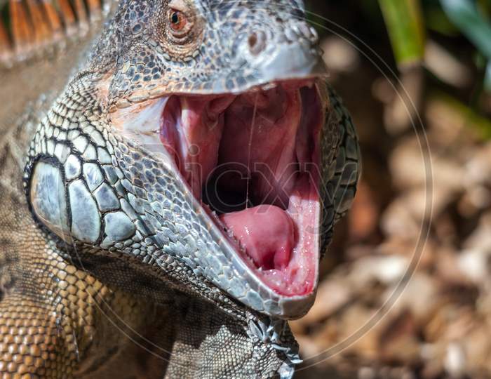 Iguana With Mouth Open