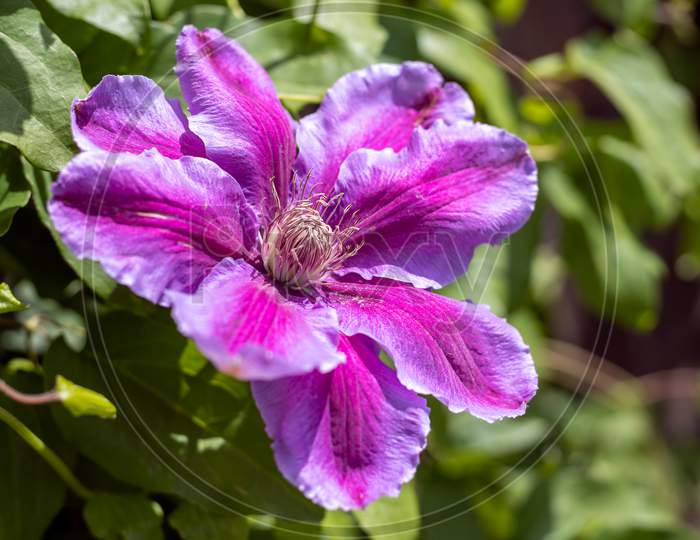Pink Clematis Blooming In The Spring Sunshine