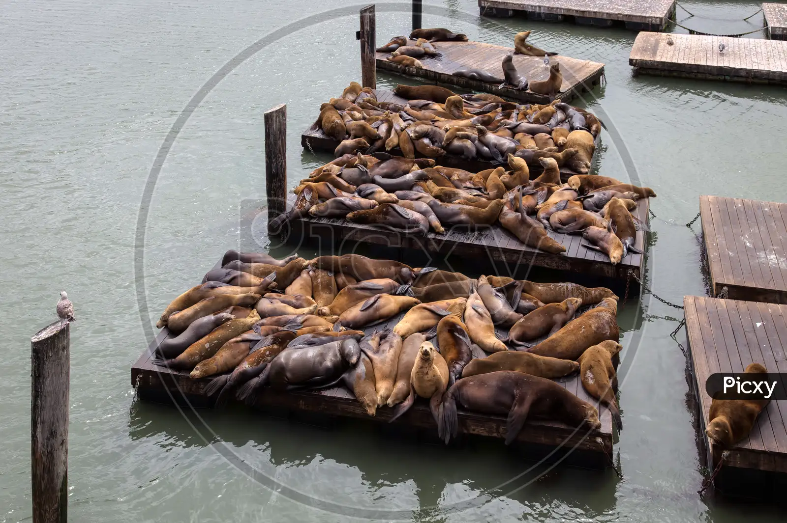 Sea Lions on Platforms in San Francisco, USA. Stock Photo - Image of  popular, attraction: 248700002