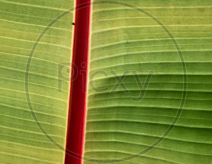 A Very Small Spider On A Large Leaf