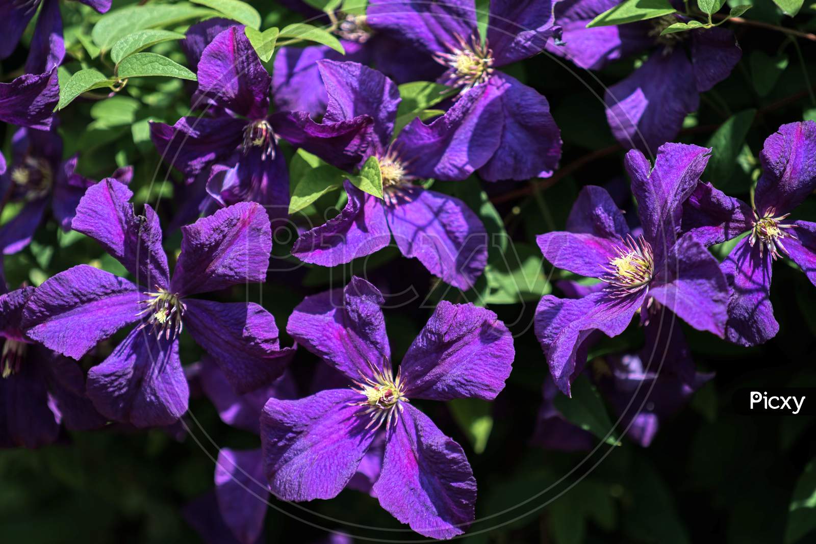 Sunlit Blue Clematis With An Abundance Of Flowers