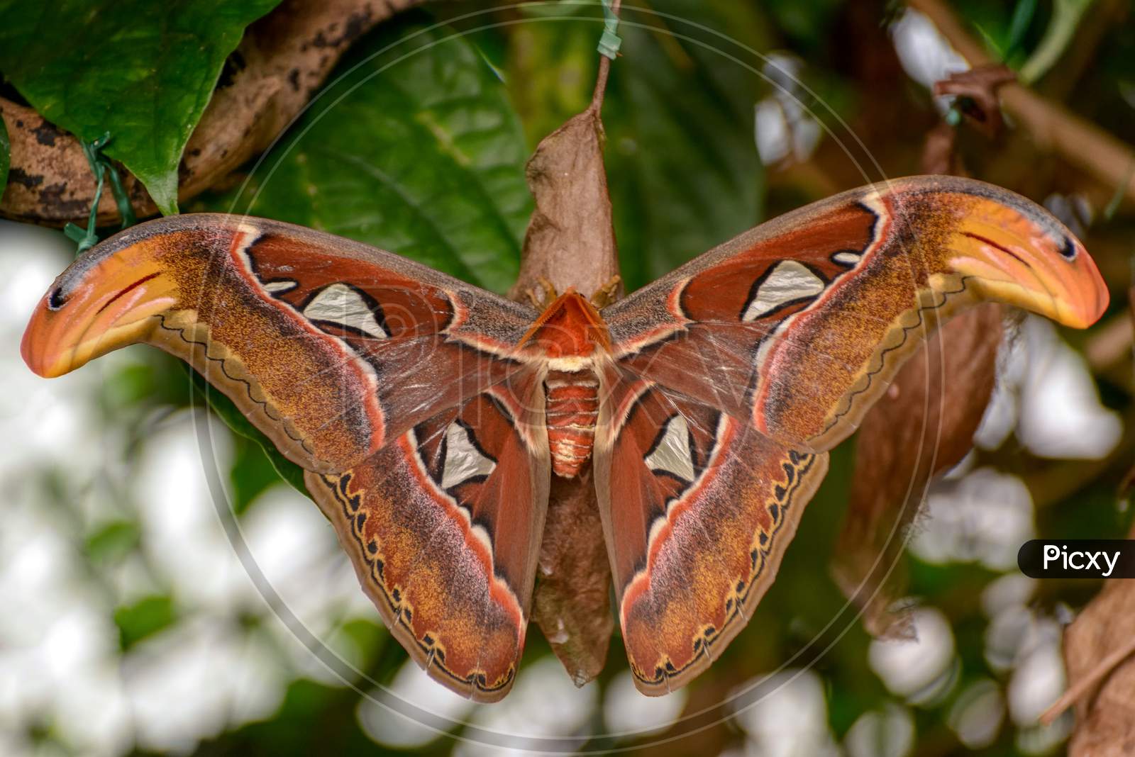 Atlas Moth (Attacus Atlas)