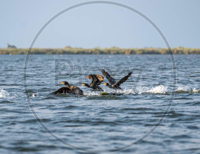 Great Cormorants (Phalacrocorax Carbo) In The Danube Delta