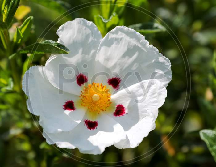 Sunlit Cistus (Lucitanica Decumbens) Flowering In An English Garden