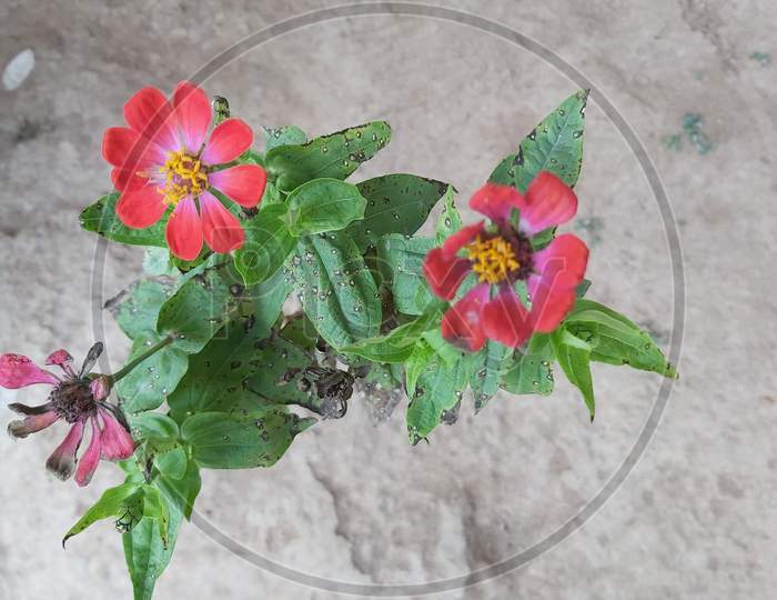 Flower garden in India village