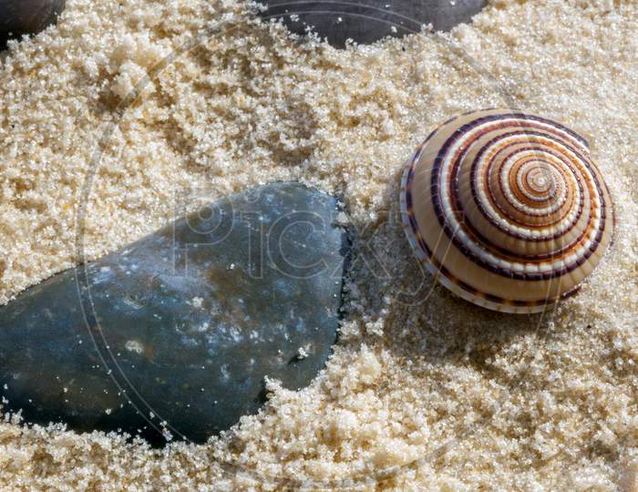 Small Sundial Seashell