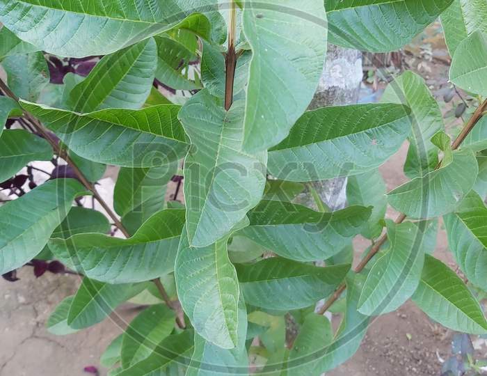 Guava leaf small tree