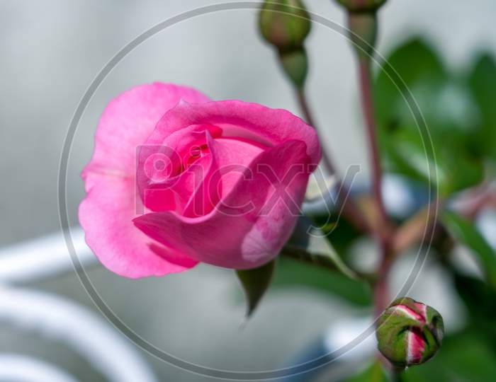Pink Rose Flowering In Romania