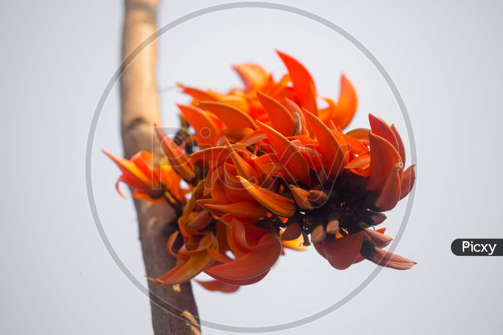 The Beautiful Reddish-Orange Butea Monosperma Flower Petals Closeup Views.