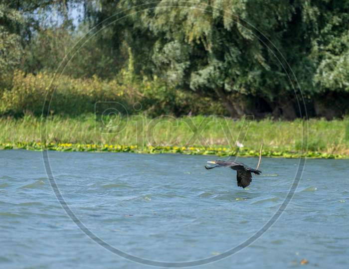 Cormorant Flying Along The Danube Delta