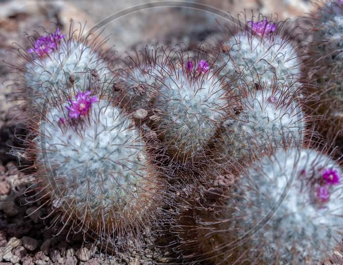 View Of A Mammillaria Bombycina Quehl Starting To Flower