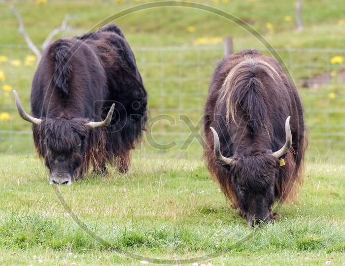 A Pair Of Yak (Bos Grunniens) Grazing