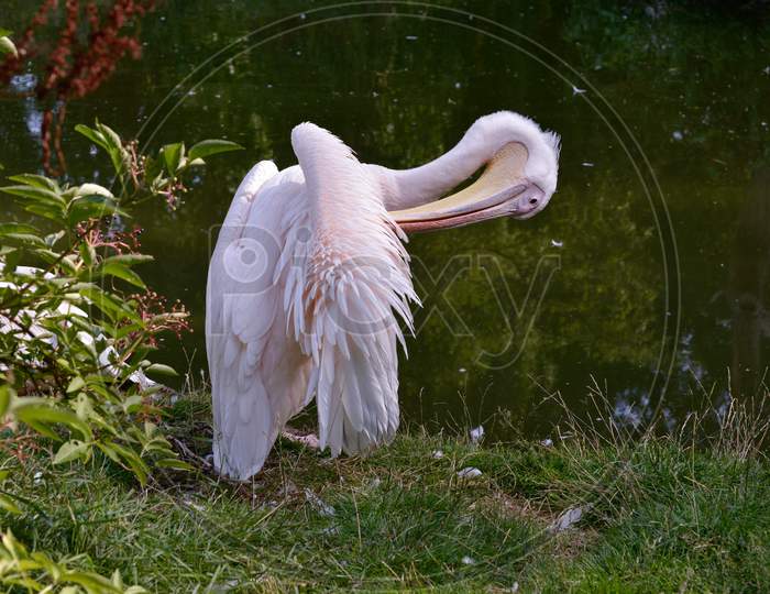 Great White Pelican (Pelecanus Onocrotalus) Preening By The Lake