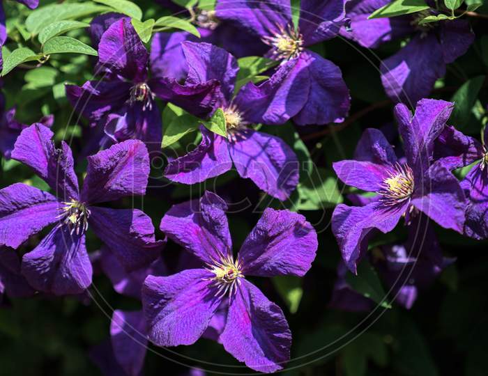 Sunlit Blue Clematis With An Abundance Of Flowers