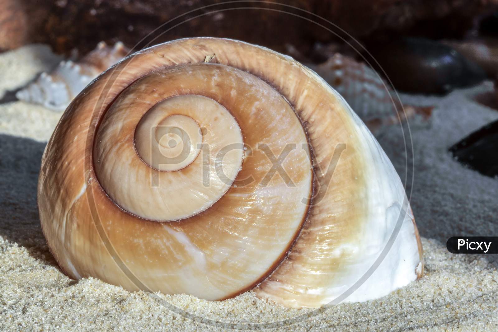 Giant Brown Snail Shell