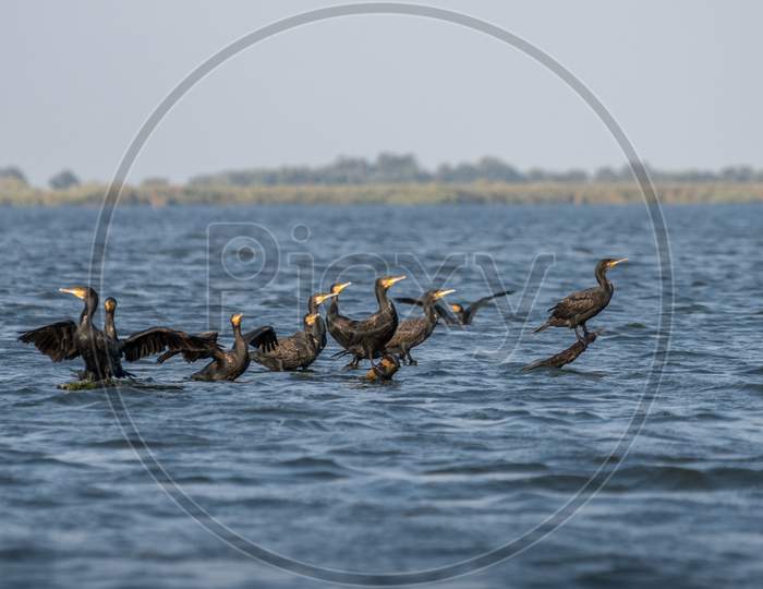 Great Cormorants (Phalacrocorax Carbo) In The Danube Delta