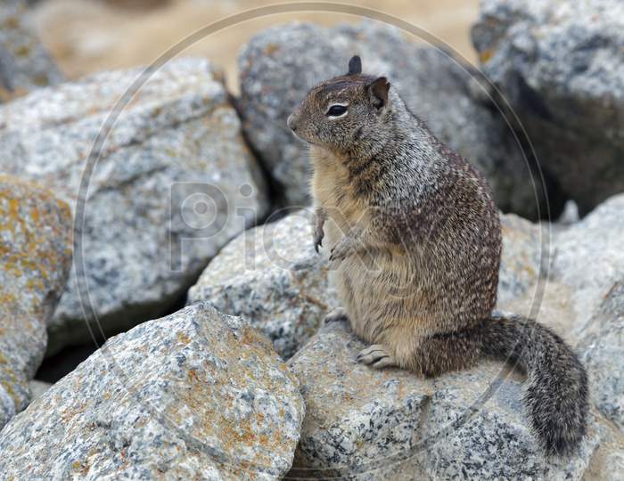 California Ground Squirrel (Otospermophilus Beecheyi)
