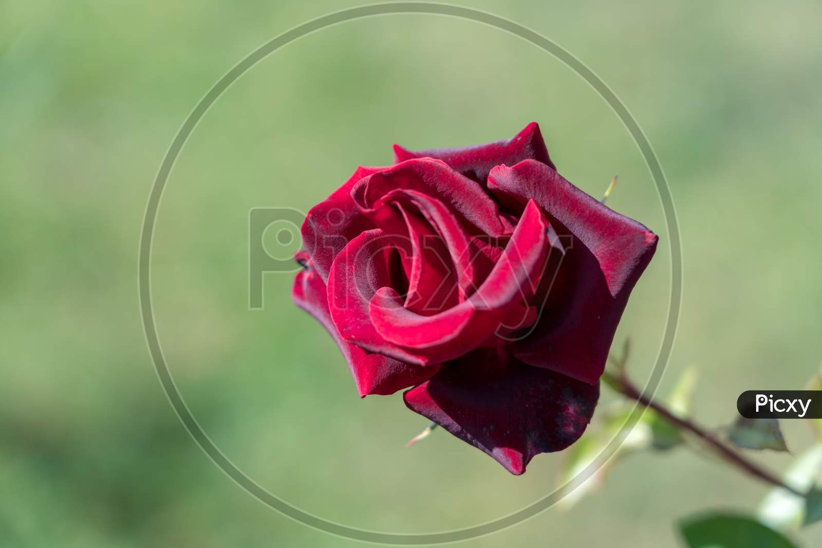 Red Rose Growing In Romania