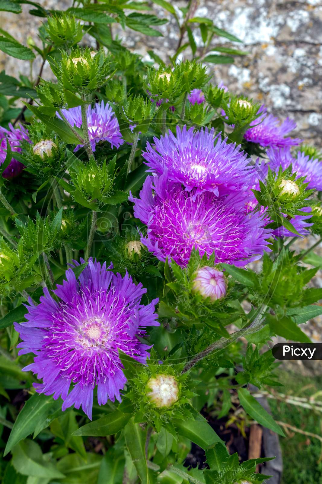 Pot Of White Centered Purple Flowers Of The Hardy Perennial Soke'S Aster  'Purple Parasols', (Stokesia Laevis)