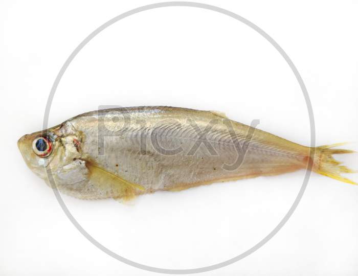 Close Up View Of Malabar Thryssa ( Malabar Anchovy) Isolated On White Background.Selective Focus.