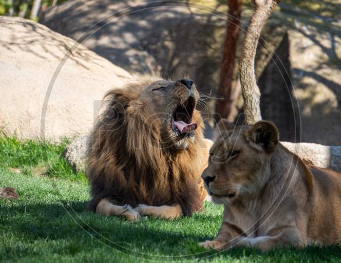 Valencia, Spain - February 26 : African Lions At The Bioparc In Valencia Spain On February 26, 2019