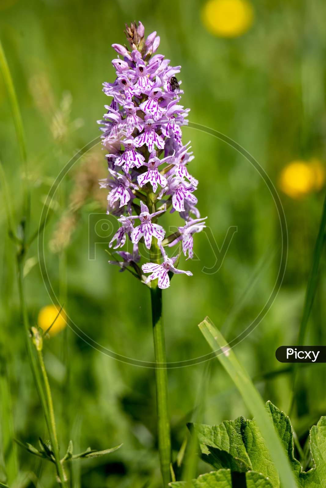 A Common Spotted Orchid, (Dactylorhiza Fuchsii) Flower Spike Near Ardingly