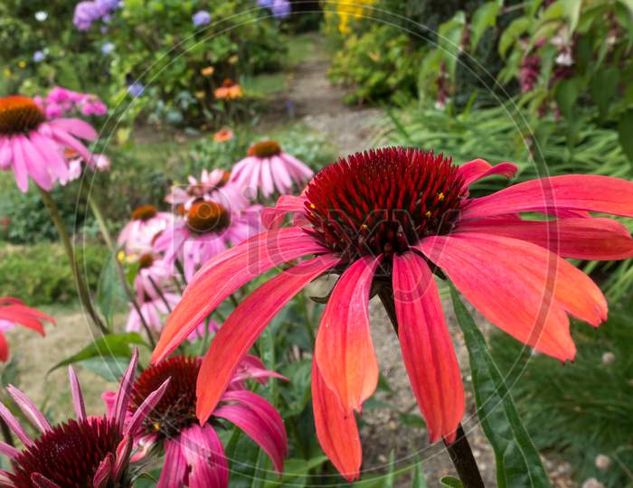 Red Echinacea Flowering In An English Garden