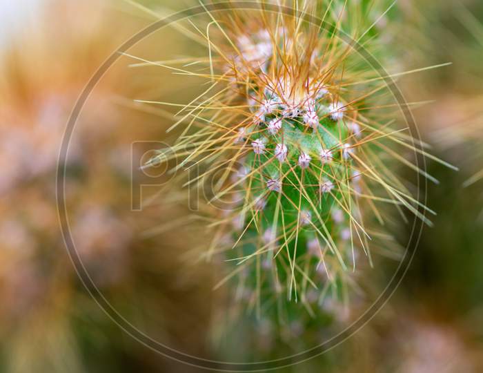 Macro Closeup Shot Of A Garden Green Cactus Plant And Its Spines Can Grow Under Harsh Conditions Without Less Water And More Sun.