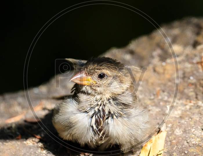 Baby Sparrow (Passeridae) Resting On A Rock In The Sunshine