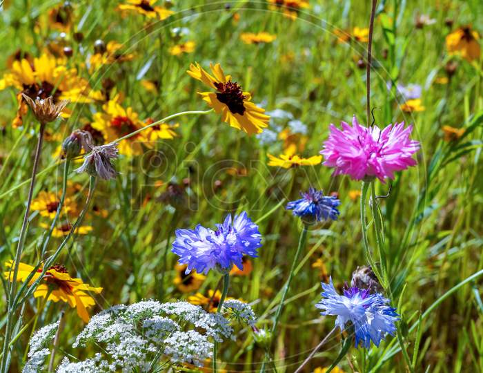 Wild Flowers In An English Garden