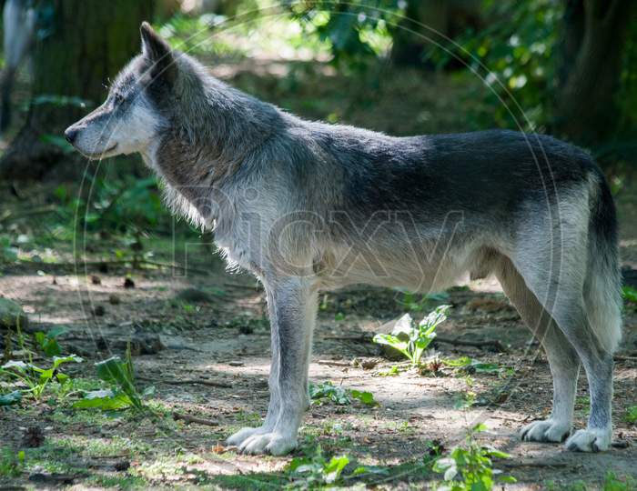 Lone Grey Wolf Staring At Something Of Interest