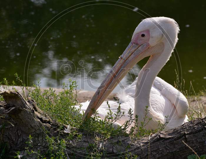 Great White Pelican (Pelecanus Onocrotalus) Resting By The Lake
