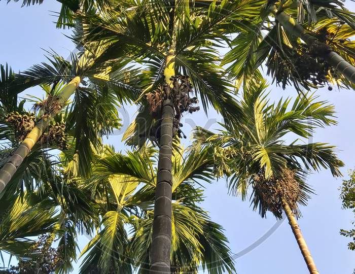Areca nut and betel leaves in india