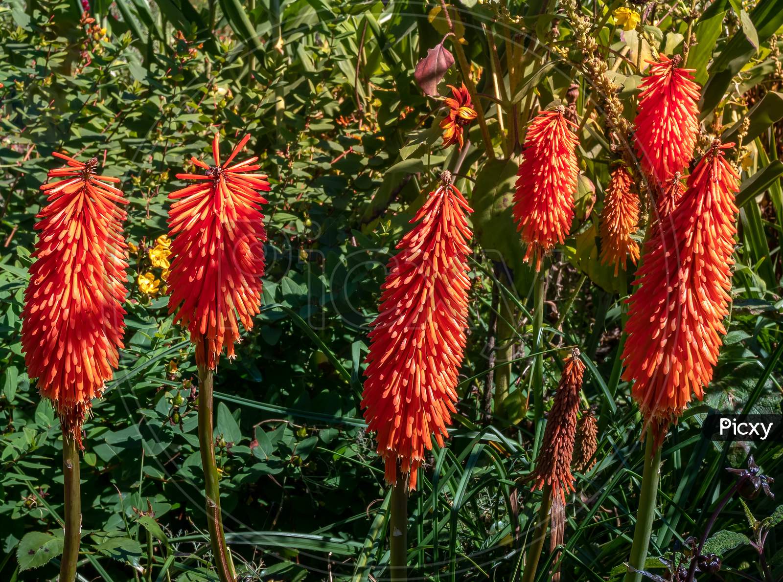 Kniphofia, Also Called Tritoma, Red Hot Poker, Torch Lily, Knofflers Or Poker Plant