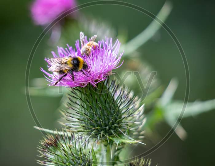 Buff-Tailed Bumblebee (Bombus Terrestris) Gathering Pollen From A Thistle