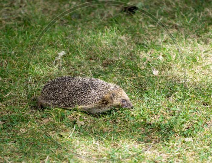 European Hedgehog (Erinaceus Europaeus) Walking Over The Grass