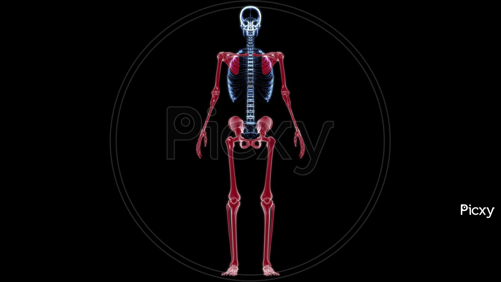 Human Skeleton Appendicular Skeleton Anatomy 3D