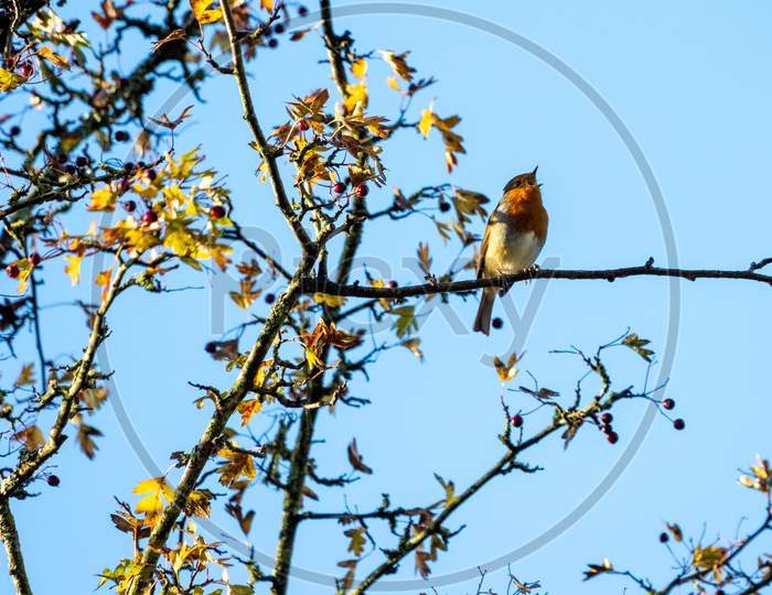 Robin Singing In An Hawthorn Tree On An Autumn Day