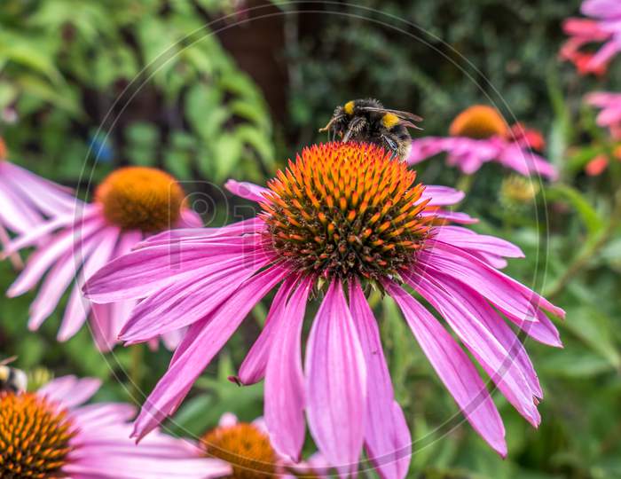 Bee On A Pink Echinacea Flower