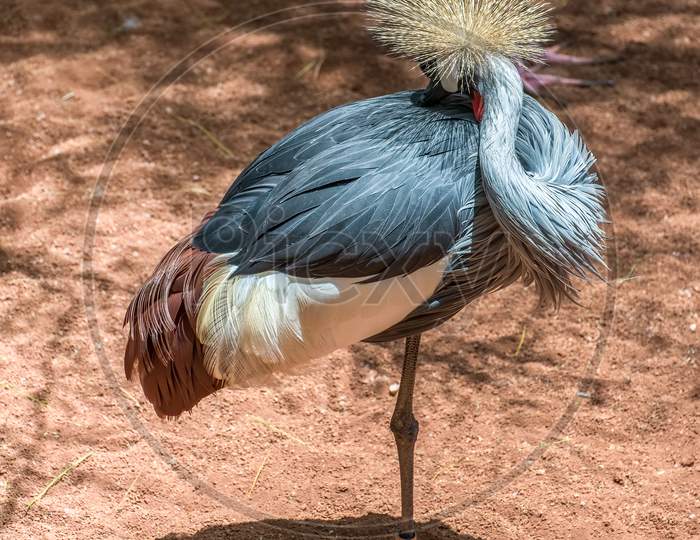 Black Crowned Crane At The Bioparc In Fuengirola