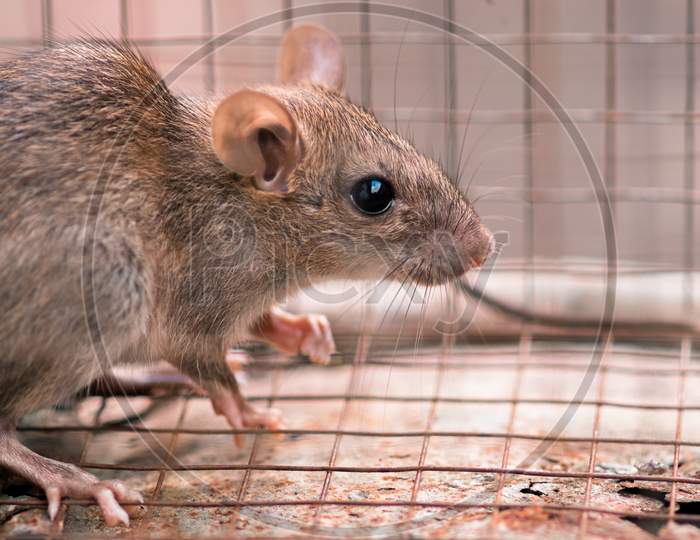 Carrier Of Diseases, Domestic Rat Trapped In A Cage, Back Into A Corner And Looking For A Way To Escape.
