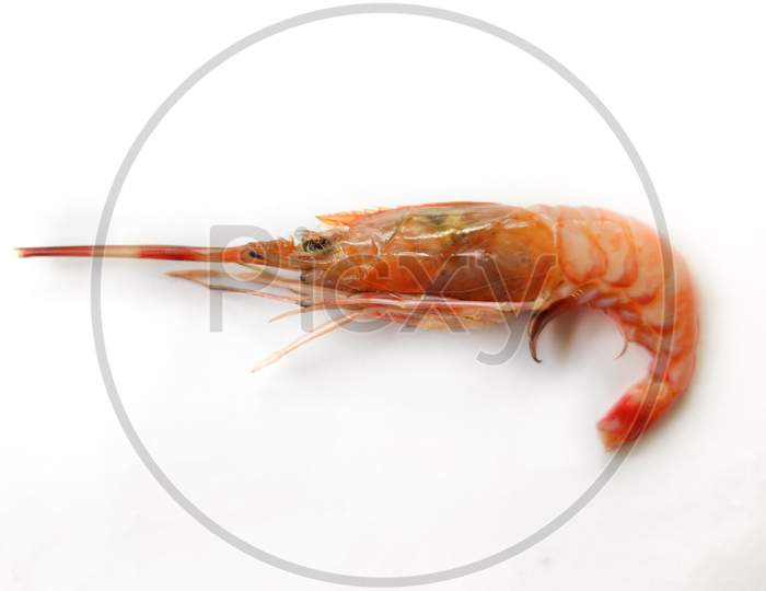 Fresh Rose Shrimp Or Pink Shrimp Isolated On A White Background.Selective Focus.