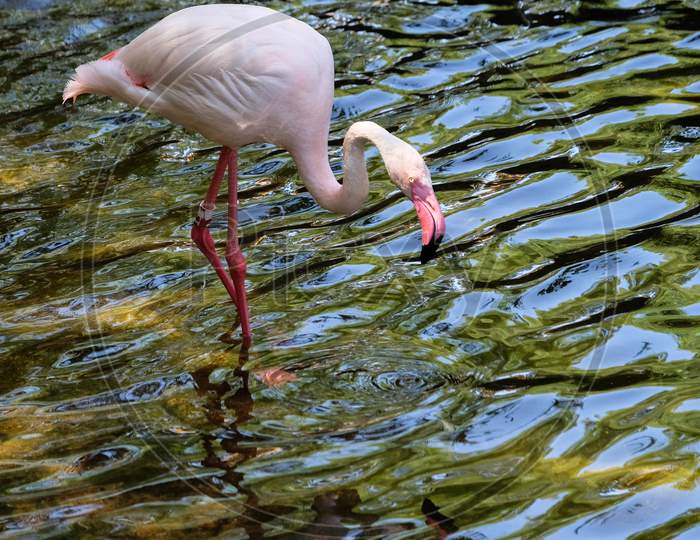 Fuengirola, Andalucia/Spain - July 4 : Greater Flamingos (Phoenicopterus Roseus) At The Bioparc Fuengirola Costa Del Sol Spain On July 4, 2017