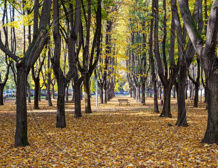 Autumn Colours In Parco Di Monza