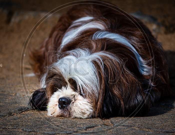 Portrait Of A Shih Tzu Breed Dog Sitting Over Mud Floor.